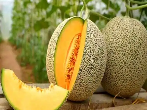 تصاویر؛ تفاوت طالبی، ملون، سمسوری، گرمک و شاه پسند