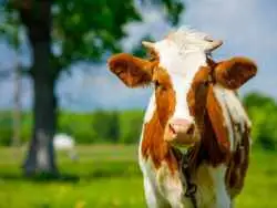 روتین مراقبت پوستیِ یک گاو در مجازی غوغا کرد!