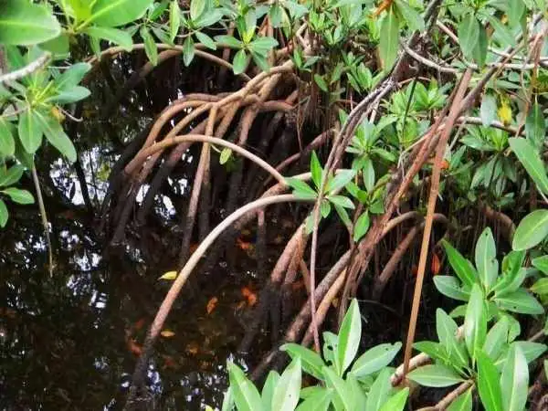 تصاویر؛ کالیر - کَندا؛ گیاهی مشهور به فریب معده که دو برگ آن دو هفته آدم را سیر می کند! 