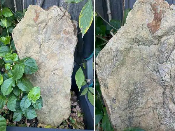 گنجینه 250 میلیون  ساله که بعد از بارش باران در حیاط پشتی خانه پیدا شد