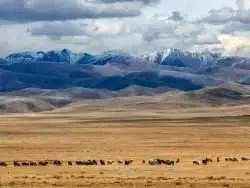 عکس؛ دیگر دیوار بزرگ آسیا؛ کشف بقایای سازه ای قرون وسطایی در قلب مغولستان 