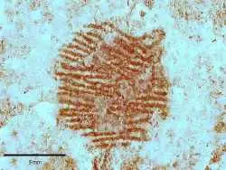 عکس؛ کشف جنجالی اثر انگشت یک نئاندرتال  روی یک سنگ که تاریخ را تغییر خواهد داد!