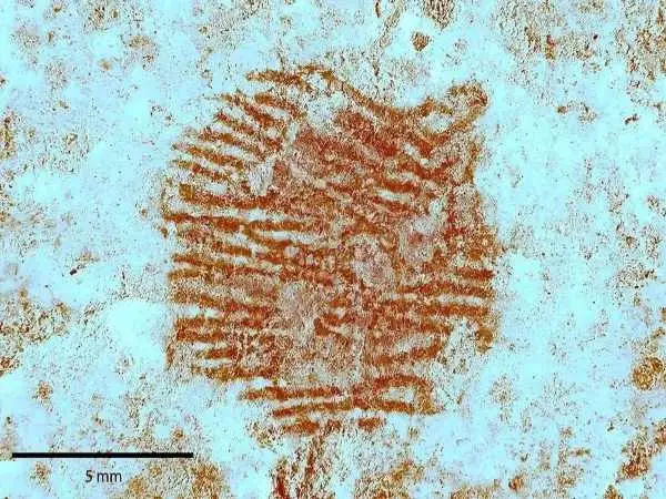 عکس؛ کشف جنجالی اثر انگشت یک نئاندرتال  روی یک سنگ که تاریخ را تغییر خواهد داد!