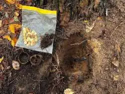 گنج «سکّه های طلای روسی» در عمق 20 سانتیمتری خاک جنگل کشف شد