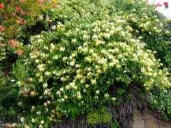 سفر در زمان؛ امین الدوله با این سوغاتی فرنگی تهران را زیباتر کرد