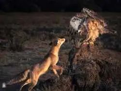 تصاویر؛ 6 شاهکار عکاسی که برندۀ مسابقه عکس «نشنال جئوگرافیک» شدند