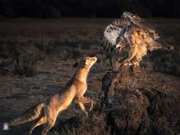 تصاویر؛ 6 شاهکار عکاسی که برندۀ مسابقه عکس «نشنال جئوگرافیک» شدند