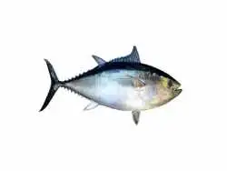 کدام ماهی ها مفیدترند؟ رتبه بندی سالم ترین و خطرناک ترین انتخاب های دریایی