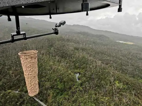دانشمندان 40 میلیون «پشه» را با بالگرد و پهپاد در جزایر هاوایی رها کرده اند
