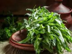 خواص ترخون؛ از زیبایی پوست و مو تا حفظ سلامت کبد