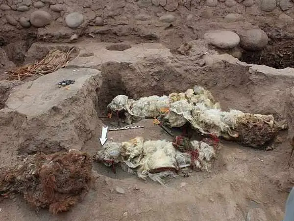 کشف «لاماهای مومیایی» که 500 سال پیش توسط اینکاها قربانی شده بودند