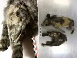 تصاویر؛ کشف جسد مومیایی شده دو توله گرگ 14,000 ساله با موهای سالم و شکمی پر از غذا در سیبری