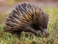 حقایقی دربارۀ «خارپشت»؛ پستانداری که تخم می گذارد و «کیسه» دارد