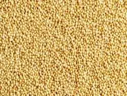 این دانه های کوچک در حفظ سلامتی ما نقش مهمی را برعهده دارند