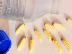 این کِرم ها می توانند «پلاستیک» را بخورند و چاق شوند