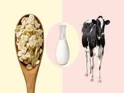 آیا شیر جو دوسر واقعاً از شیر گاو سالم تر است؟ یک نگاه دقیق تر