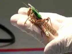 تصاویر؛ عجیب ترین فناوری های جاسوسی و نظارتی جهان