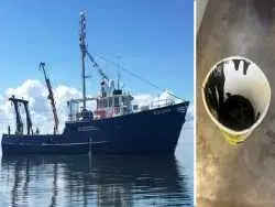 پیدا شدن موجود زنده ناشناخته در روغن سیاهِ اسرارآمیز کشتی!