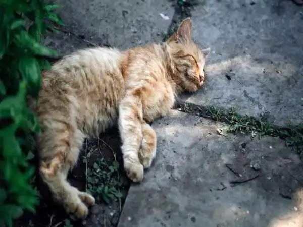 چرا گربه ها عاشق بلوک سیمانی هستند؟