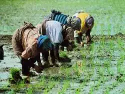 عکس؛ سفر در زمان؛ قیمت برنج در مازندران 70 تومان ارزان شد!