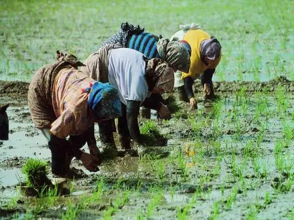 عکس؛ سفر در زمان؛ قیمت برنج در مازندران 70 تومان ارزان شد!