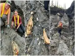 جمجمۀ سالم «اسب» بعد از 30 هزار سال از یک معدن بیرون آمد