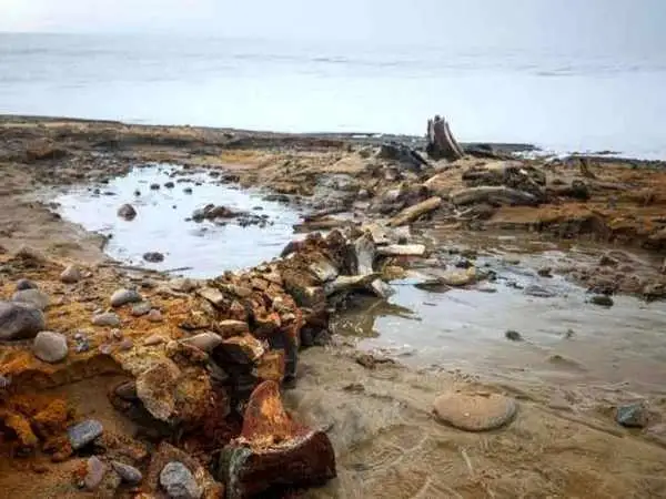 تصاویر؛ کشف بقایای نهنگ های باستانی در جزیره ویلچک