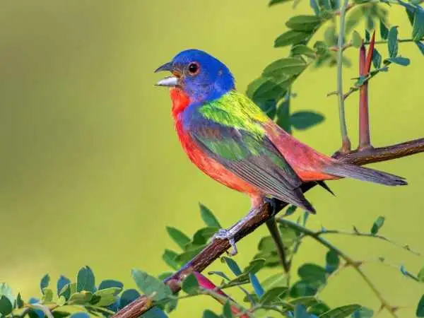 تصاویر؛ 10 پرندۀ شگفت انگیز که انگار با مدادرنگی نقاشی شده اند