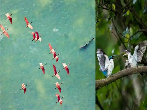 تصاویر؛ شاهکارهای عکاسی از «مانگرو» که در سال 2025 برندۀ جایزه شدند