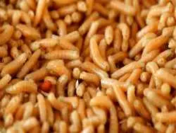 انسان های منقرض شده احتمالا «کِرم» می خوردند