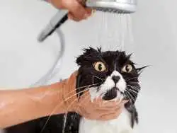 چرا گربه ها از خیس شدن متنفرند؟ 