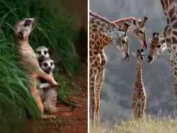 تصاویر؛ لحظات خنده دار «بچه داری» در دنیای حیوانات 