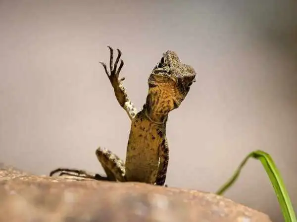 عکس؛ حیات وحش؛ «مارمولک اژدهاسوار» که برندۀ جایزه عکاسی کمدی حیات وحش شد