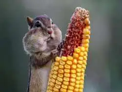 تصاویر؛ خنده دارترین عکس ها از «سنجاب ها» در 10 سال اخیر