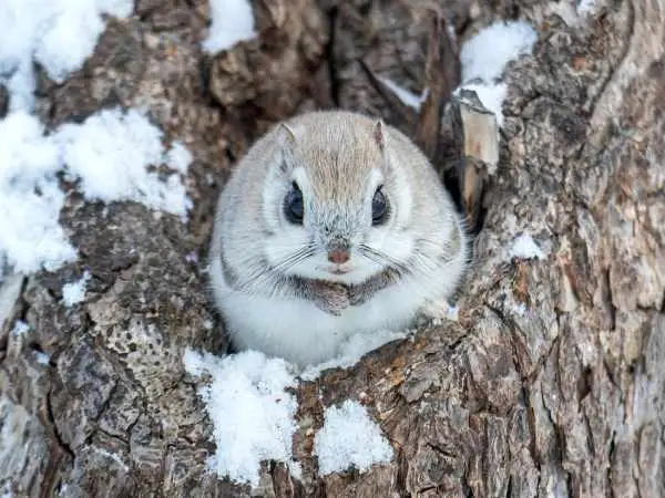 تصاویر؛ این سنجاب ملوس نماد «بامزگی» در ژاپن است