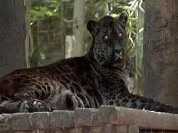 «جگلایِن»؛ جانور دورگه ای که نباید وجود داشته باشد 