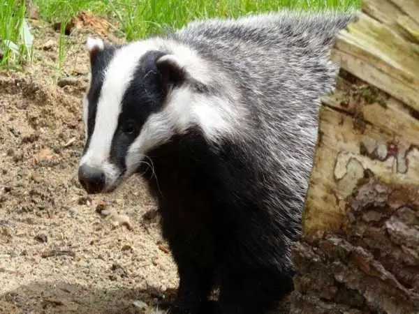 «گنج گورستان 900 ساله» که توسط یک «گورکن» کشف شد