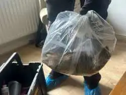 به دام افتادن یک «موش» در انگلیس که هم اندازۀ «گربه» است