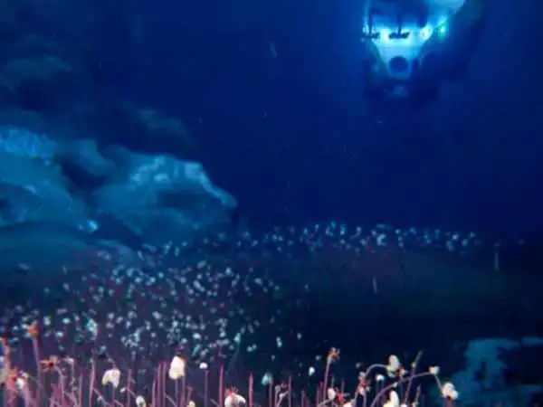 تصویربرداری از موجودات عجیب و غریب در اقیانوس آرام