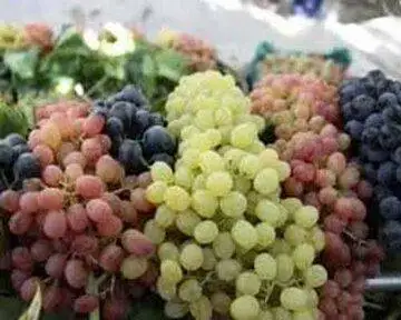 خواص معجزه آسای انگور