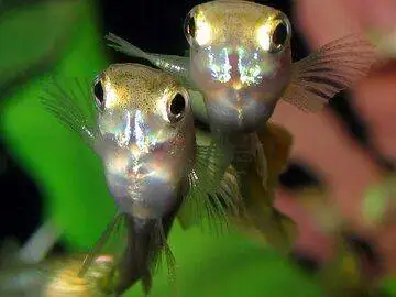 تصاویر؛ سازگاری عجیب ماهی های گوپی در فاضلاب شهر!