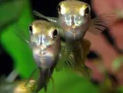 تصاویر؛ سازگاری عجیب ماهی های گوپی در فاضلاب شهر!