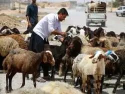 جدول؛ قیمت جدید دام زنده 18 مردادماه 1404 اعلام شد؛ گوسفند و گوساله گران شد