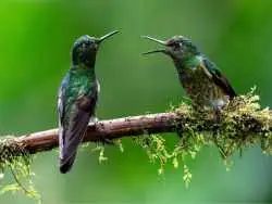 تصاویر؛ عکس های شگفت انگیز حیات وحش که فینالیست جایزه refocus سال 2025 شدند