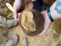 «کوزۀ گنج باستانی» در جنگل کشف شد