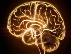 دانشمندان می گویند مغز انسان «نور» تولید می کند