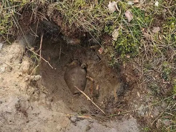 جستجوگرانی که به دنبال «موشک» می گشتند، دو «کوزۀ گنج» پیدا کردند