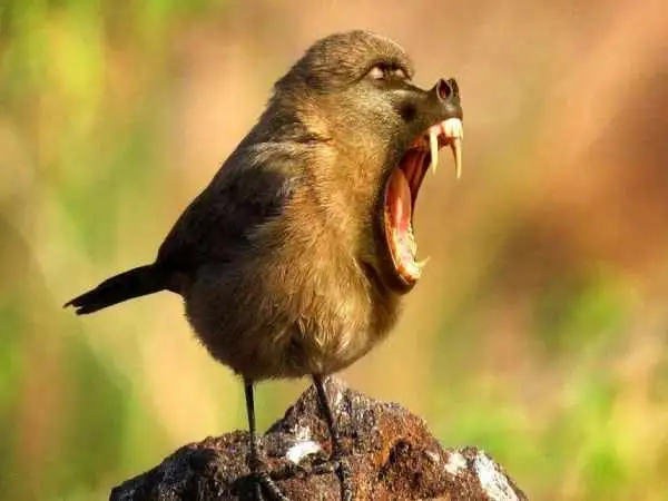 تصاویر؛ جانوران خیالی «دورگه» که هنرمند آمریکایی خلق کرده است