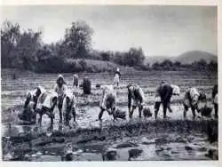 عکس؛ سفر در زمان؛ قیمت انواع برنج ایرانی دو ماه بعد از جنگ جهانی دوم؛ سال 1324