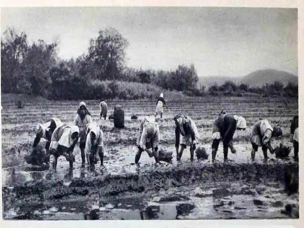 عکس؛ سفر در زمان؛ قیمت انواع برنج ایرانی دو ماه بعد از جنگ جهانی دوم؛ سال 1324